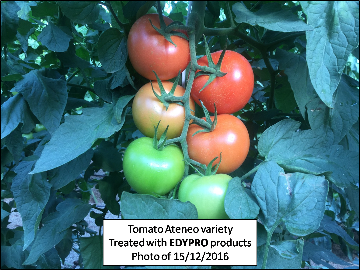 Tomato treated with biotec products of EDYPRO